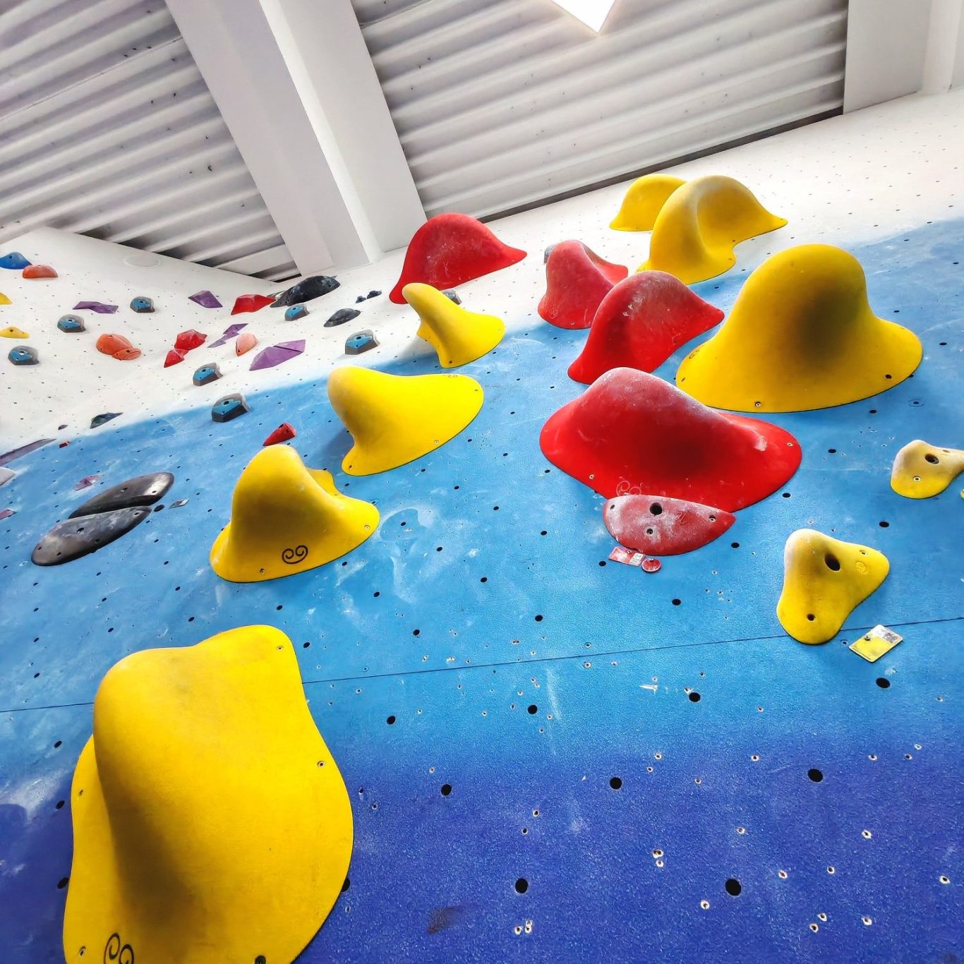 Colourful climbing holds on an indoor rock climbing wall.